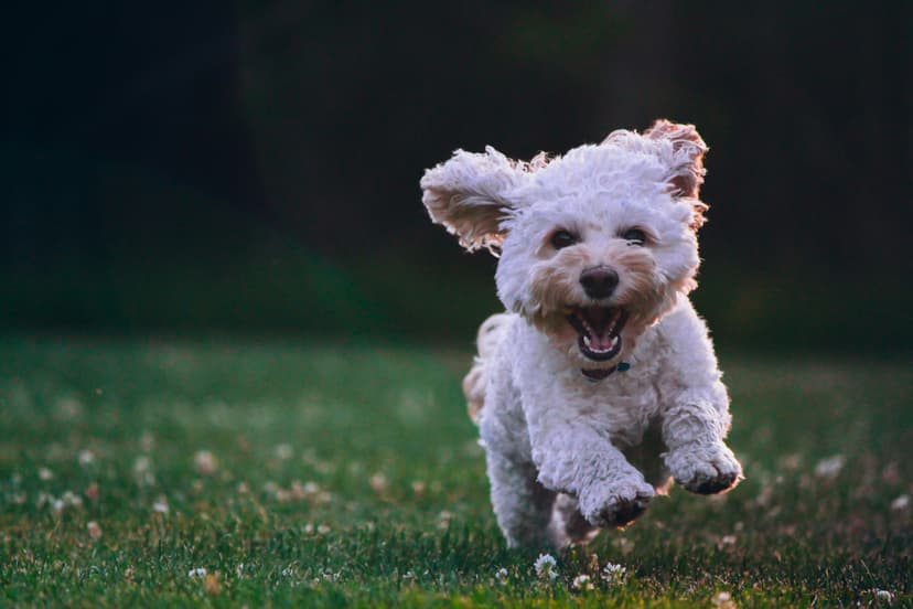 Happy dog in clean yard — Paradise Poo Rescue Florida Keys